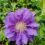 Clematis Kiri Te Kanawa 2L 9