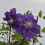 Clematis Kiri Te Kanawa 2L 10