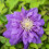 Clematis Kiri Te Kanawa 2L 11