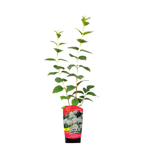 Jaśminowiec Rosace 2L 1