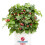 Himbeere BonBonBerry Yummy PBR 2L 2