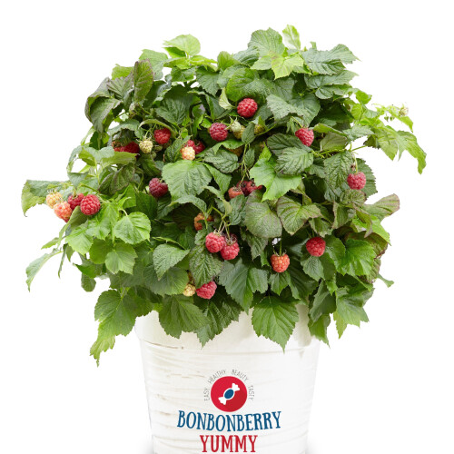 Himbeere BonBonBerry Yummy PBR 2L 1