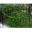 Caprifoglio di vite (Lonicera acuminate) 2L 8