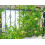 Caprifoglio di vite (Lonicera acuminate) 2L 10
