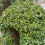Bluszcz pospolity Thorndale 2L 4
