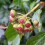 Bluszcz pospolity Thorndale 2L 7