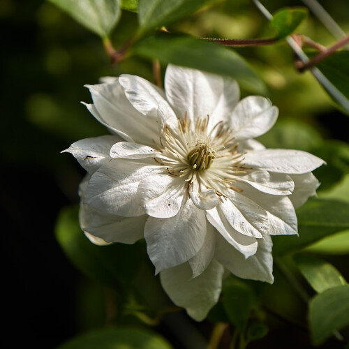 Clematis Duchess of Edinburgh 2L 1
