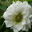Clematis Duchess of Edinburgh 2L 3