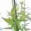 Gelsomino Stephanense 2L 7