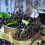 Schwarzer Holunder Black Moon 2L 4