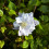 Clematis Mazury 2L 2