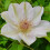 Clematis Jerzy Popiełuszko 2L 2