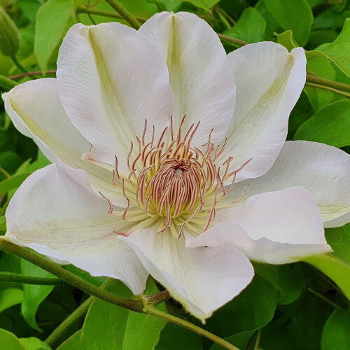 Clematis Jerzy Popiełuszko 2L 1