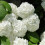 Ortensia Snowball 2L 2