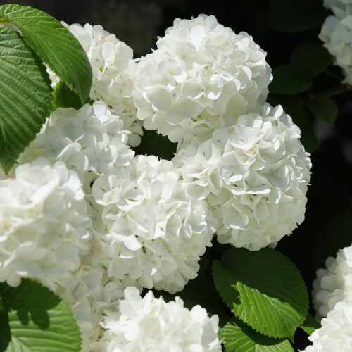 Hortensja ogrodowa Snowball 2L 1