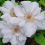 Clematis Jerzy Popiełuszko 2L 3