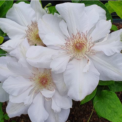 Clematis Jerzy Popiełuszko 2L 2