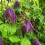 Clematis Purple Spider 2L 2