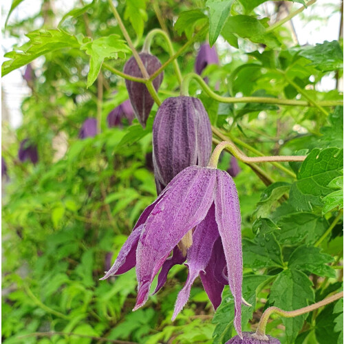Clematis Purple Spider 2L 2