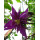 Clematis Purple Spider 2L 4