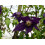 Clematis Purple Spider 2L 8