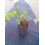 Clematis Purple Spider 2L 5