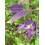 Clematis Purple Spider 2L 6