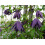 Clematis Purple Spider 2L 7