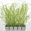 Erba di fontana Black Beauty 2L 5