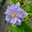 Clematis Mazury 2L 5