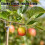 8 Pcs Tree Branch Support Metal Tree Crutch Support Device Tree Leaning Tree Straightening Kit Propping  Branch 5