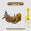 Cat Bird Toy and Catnip - Hanging Teaser for Active  A 2