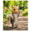 Squirrel Feeder Animal  Squirrel Feeder 8