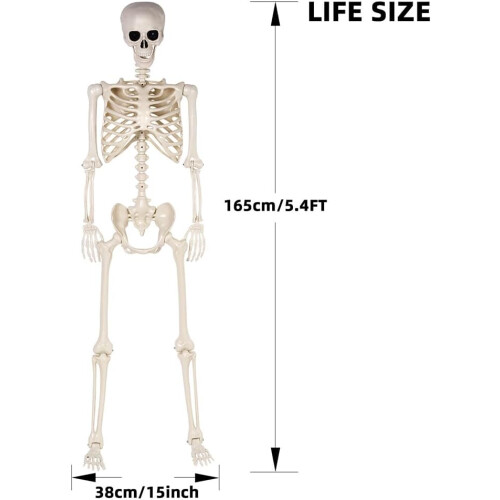 Σκελετός Halloween 5,4 ποδιών - Ανθρώπινος σκελετ 2
