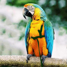 Adjustable Parrot Bird Harness – Anti-Bite Flying Leash Training Rope for Small & Medium Birds
