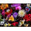 Better Me Flower Power Puzzle 1000 Pièces - Puzzle Jigsaw Collage de Fleurs 1