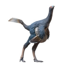 PNSO Modèles de Dinosaures Préhistoriques: 93 Junlang Le Caudipteryx