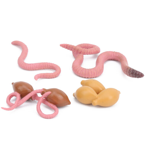 Regenwurm Lebenszyklus, 4-stufiges Modell für 2