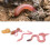 Regenwurm Lebenszyklus, 4-stufiges Modell für 15