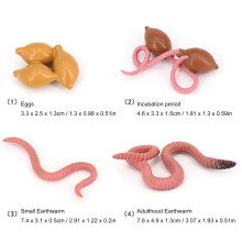Wachstumszyklus-Modell Regenwurm für Kinder, 4