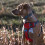 Embark Adventure No Pull Dog Harness, Heavy Duty Vest, Red Large 9