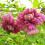 Clematide Purpurea Plena Elegans 2L 1