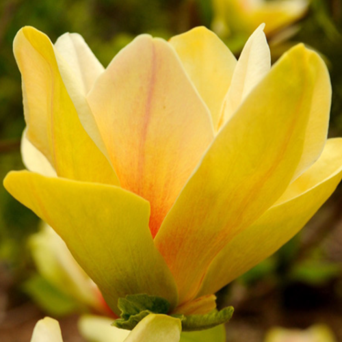 Magnolia Yellow River 2L