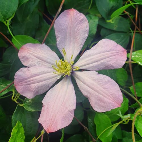 Clematis Ai-Nor 2L