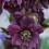 Elleboro orientale Double Ellen Purple 1L 1