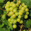 Weinrebe Prima Ukraine 2L 1