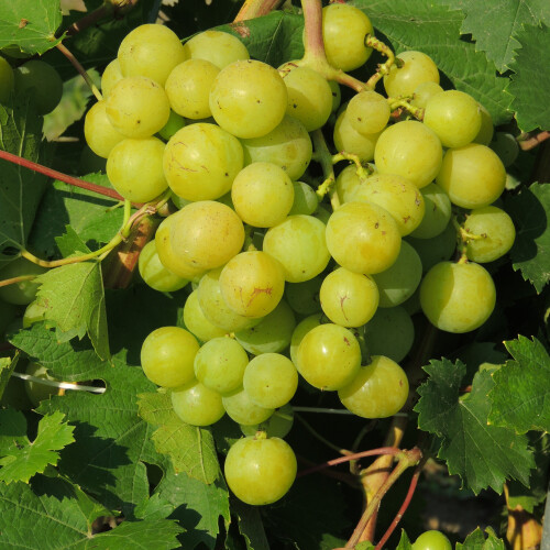 Weinrebe Prima Ukraine 2L