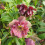 Elleboro orientale Double Ellen Purple 1L 8