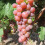 Weinrebe Vanessa 2L 1