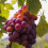 Weinrebe Vanessa 2L 2